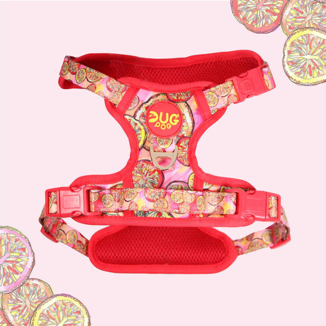 Pog & Pull harness - Sweet Clementine